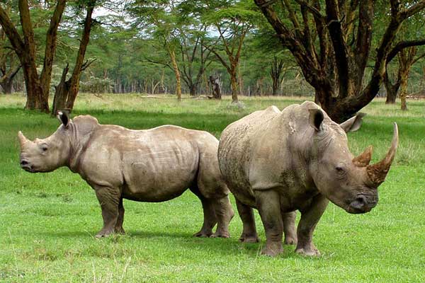 13 Animales Que Se Han Extinguido Recientemente