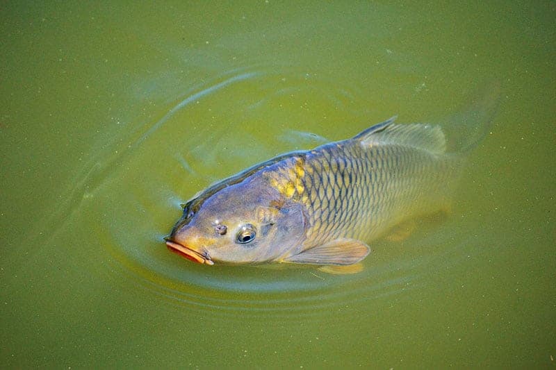 ¿por Qué Los Peces Tienen Escamas?