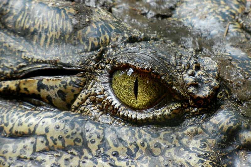 ¿son Los Cocodrilos Dinosaurios?