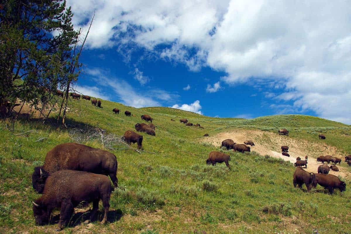 10 Ejemplos De Animales Que Viven en Praderas