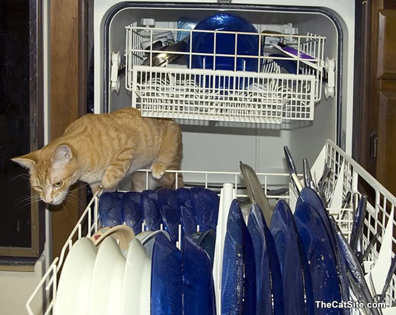¡no Creerás Lo útiles Que Pueden Ser Los Gatos en