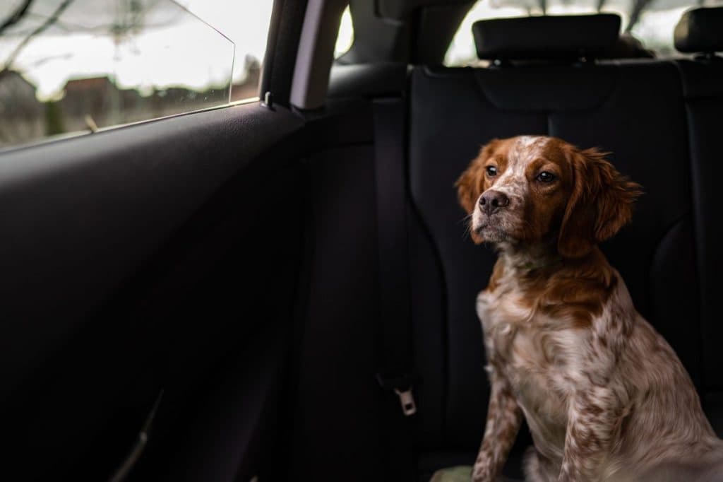 ¿puedo Dejar a Mi Perro en El Coche Unos Minutos?