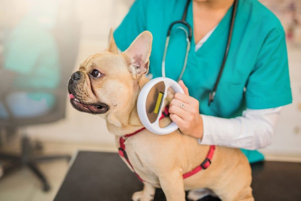 5 Datos Importantes Sobre El Microchip De Su Perro