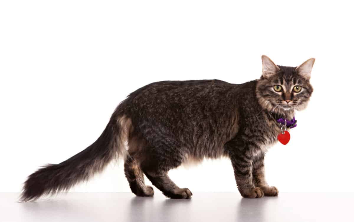 Cómo Salvar La Vida De Su Gato Con Una Identificación