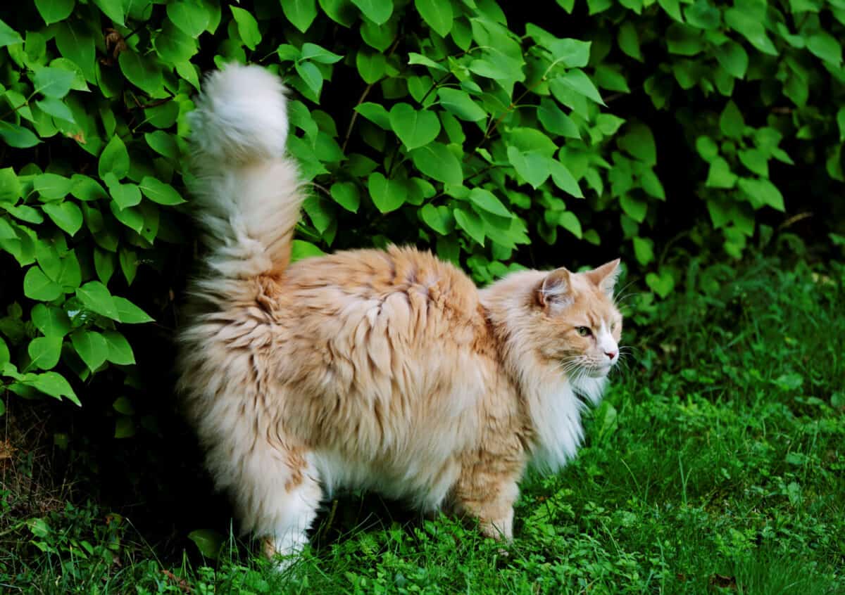 Fumigación: Cuando Su Gato Usa Orina Para Marcar Territorio