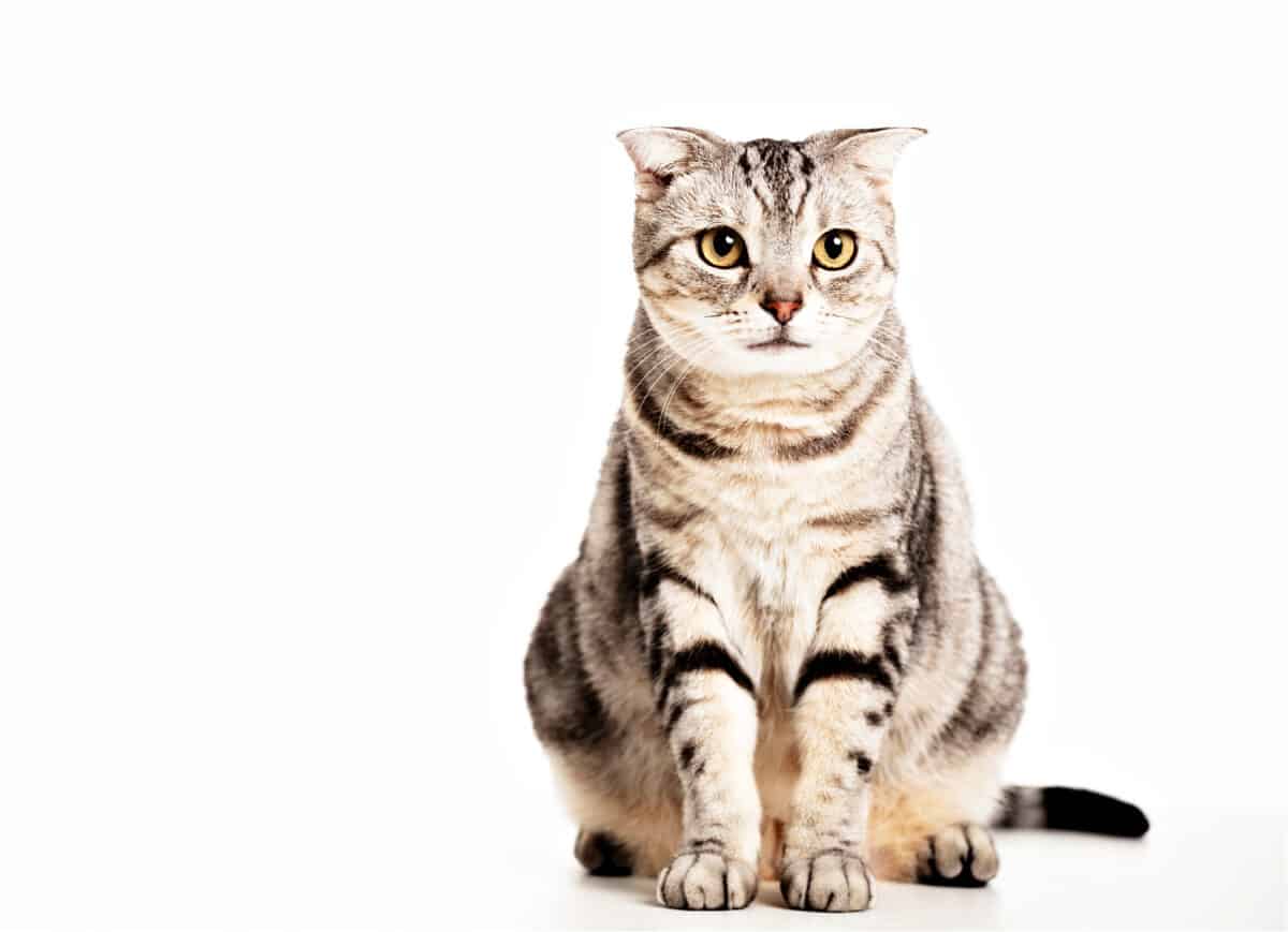 Gatos Americanos De Pelo Corto: Una Descripción Detallada De Una