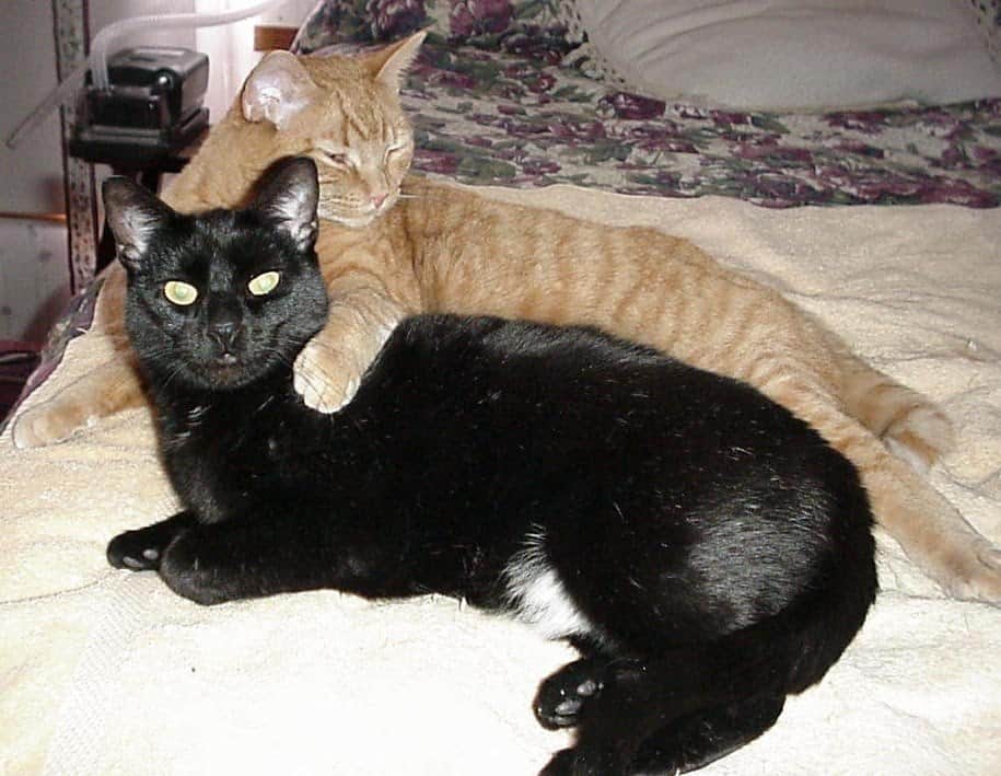 Gatos Asmáticos: La Historia De Biddy Y Cómo Cuidar Gatos