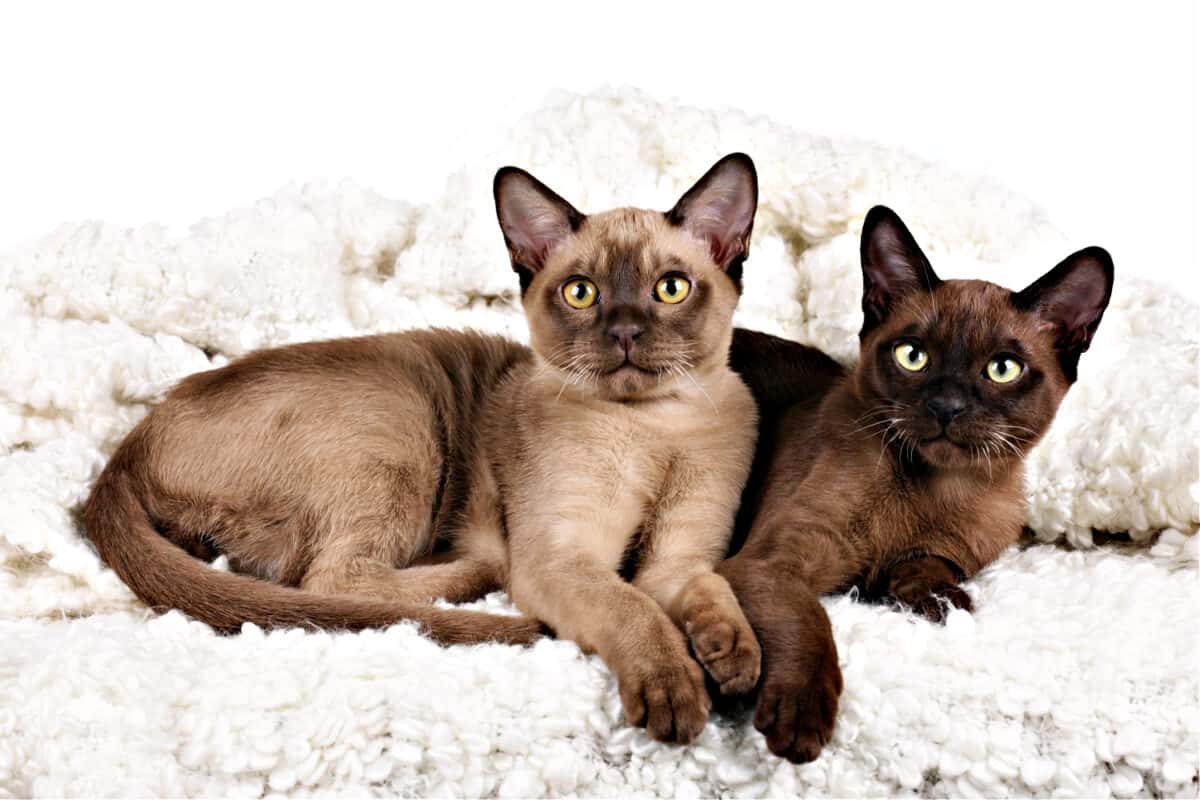 Gatos Birmanos: Cómo Comprender Esta Raza De Gato Musculosa Y