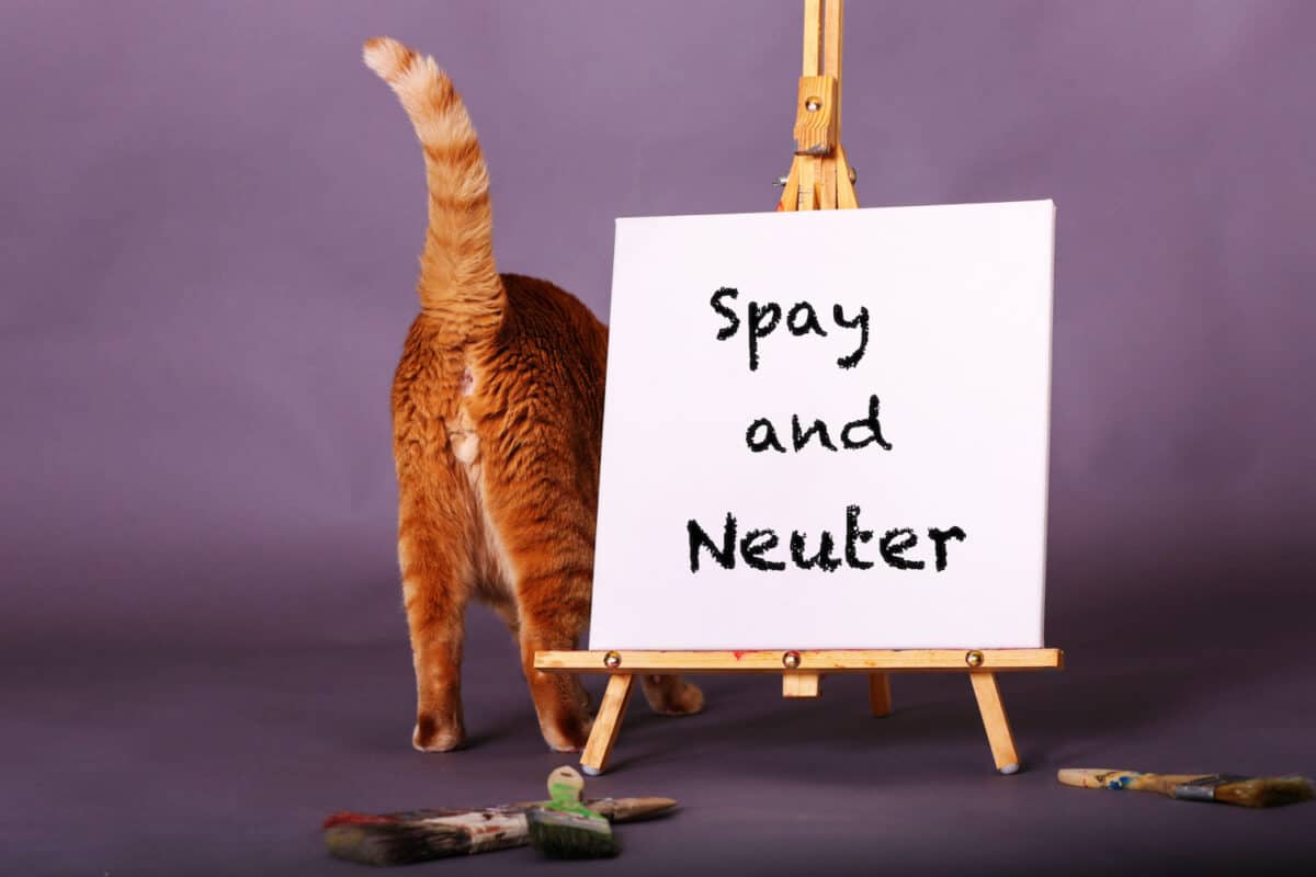 Por Qué Deberías Esterilizar Y Castrar a Tus Gatos: Una