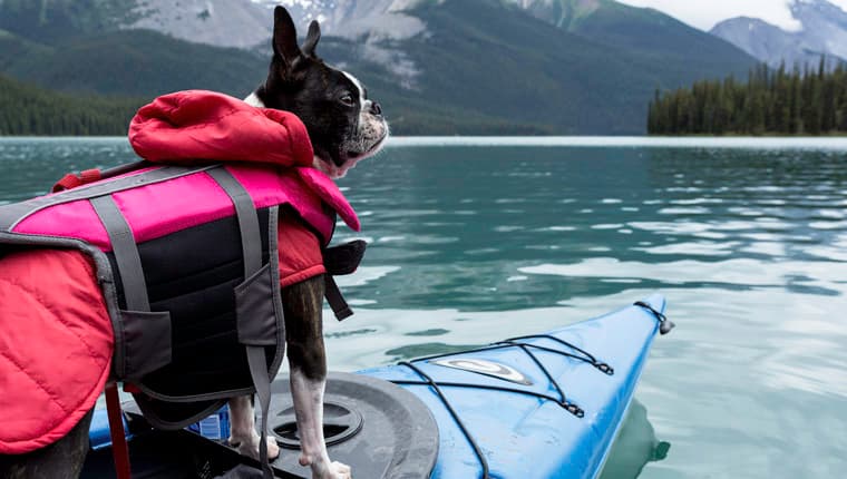 Qué Considerar Al Comprar Un Chaleco Salvavidas Para Su Perro