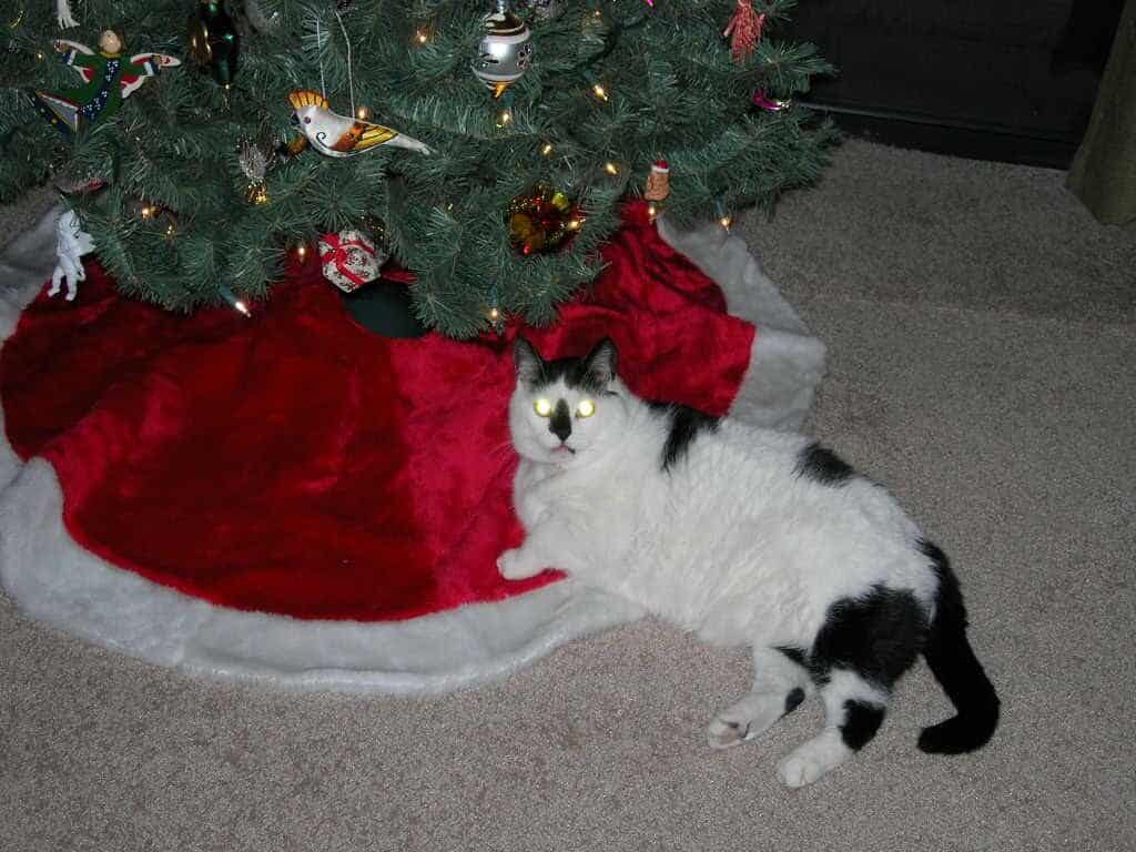 Una Historia De Diabetes Felina: El Viaje De Toby Hacia
