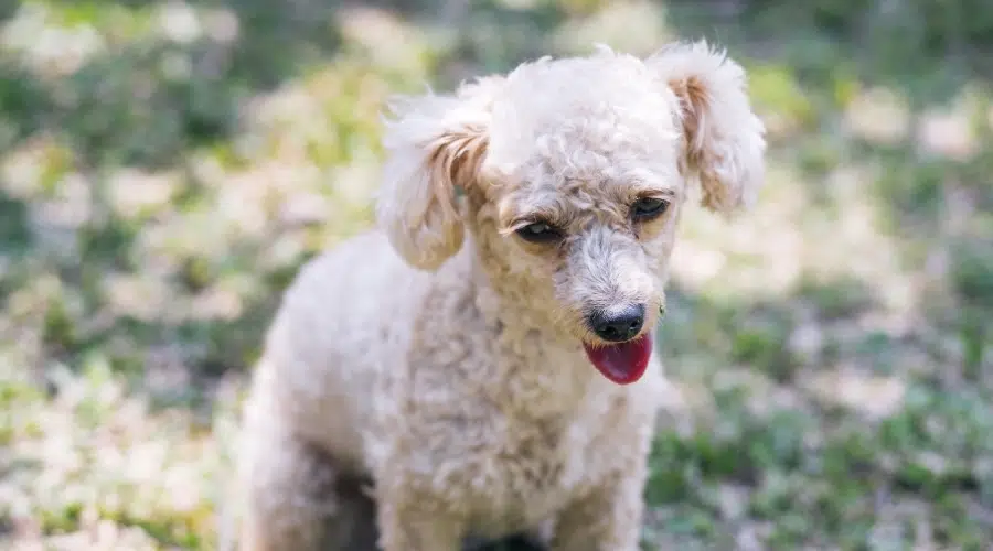 Más De 150 De Los Mejores Nombres Para Tu Cachorro