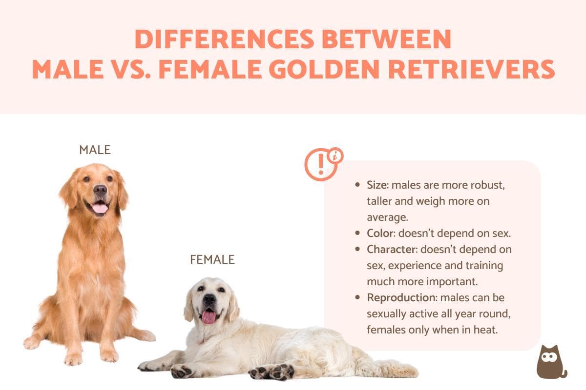 Diferencias Entre El Golden Retriever Hembra Y Macho