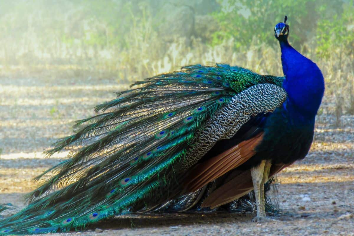¿pueden Volar Los Pavos Reales? (datos E Imágenes Interesantes)