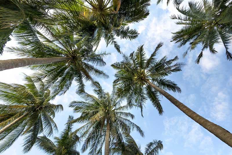 ¿son Las Palmeras Nativas De California?