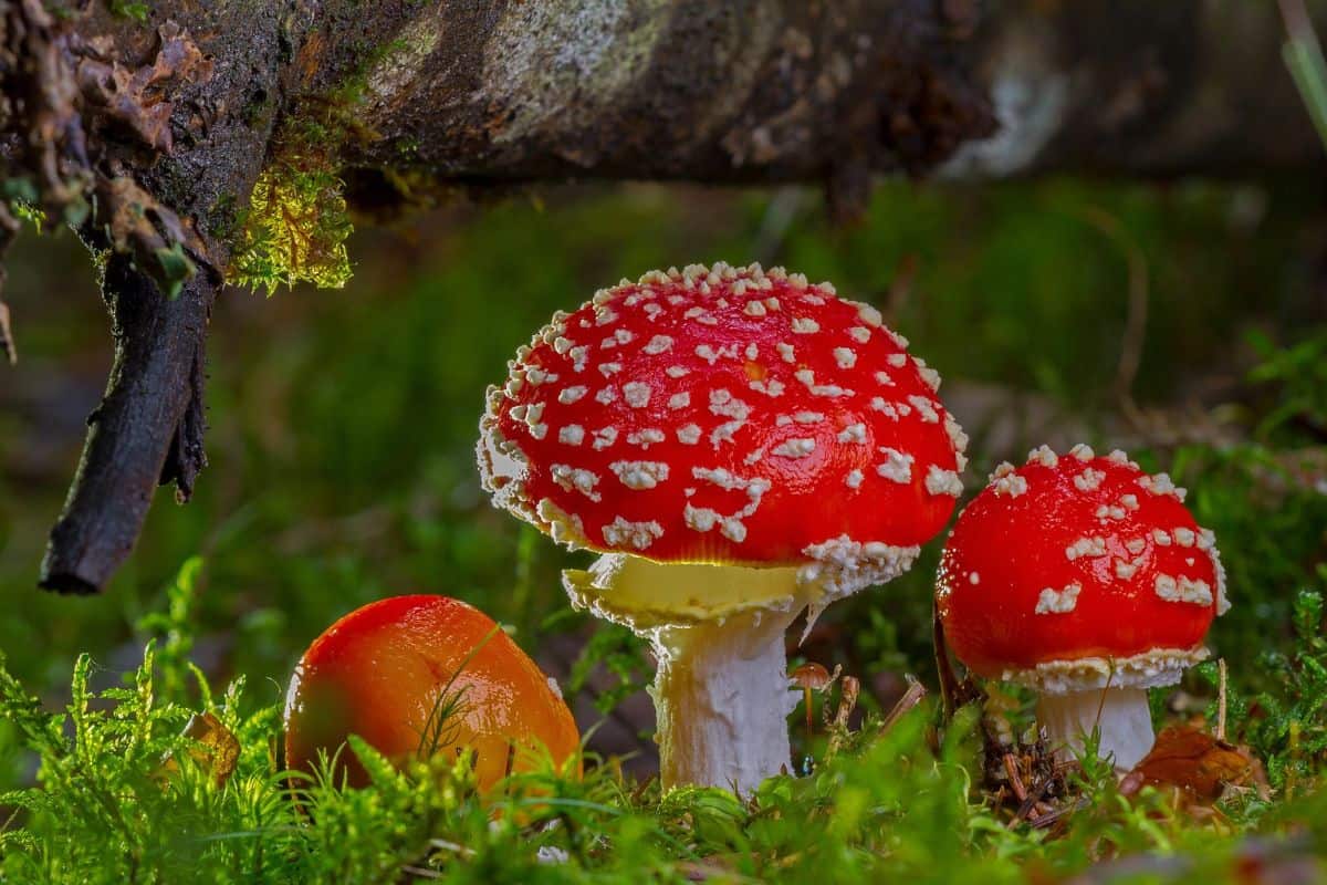 12 Ejemplos De Hongos Encontrados en Montana