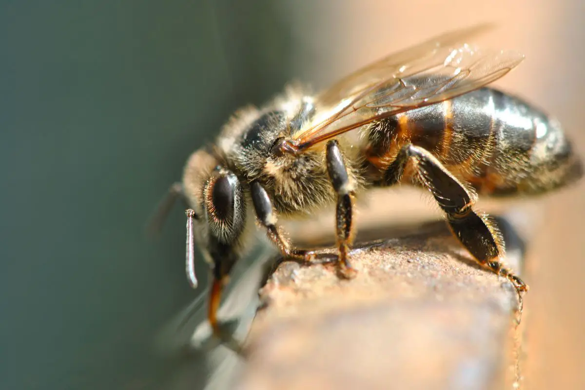 ¿cómo Beben Agua Las Abejas?