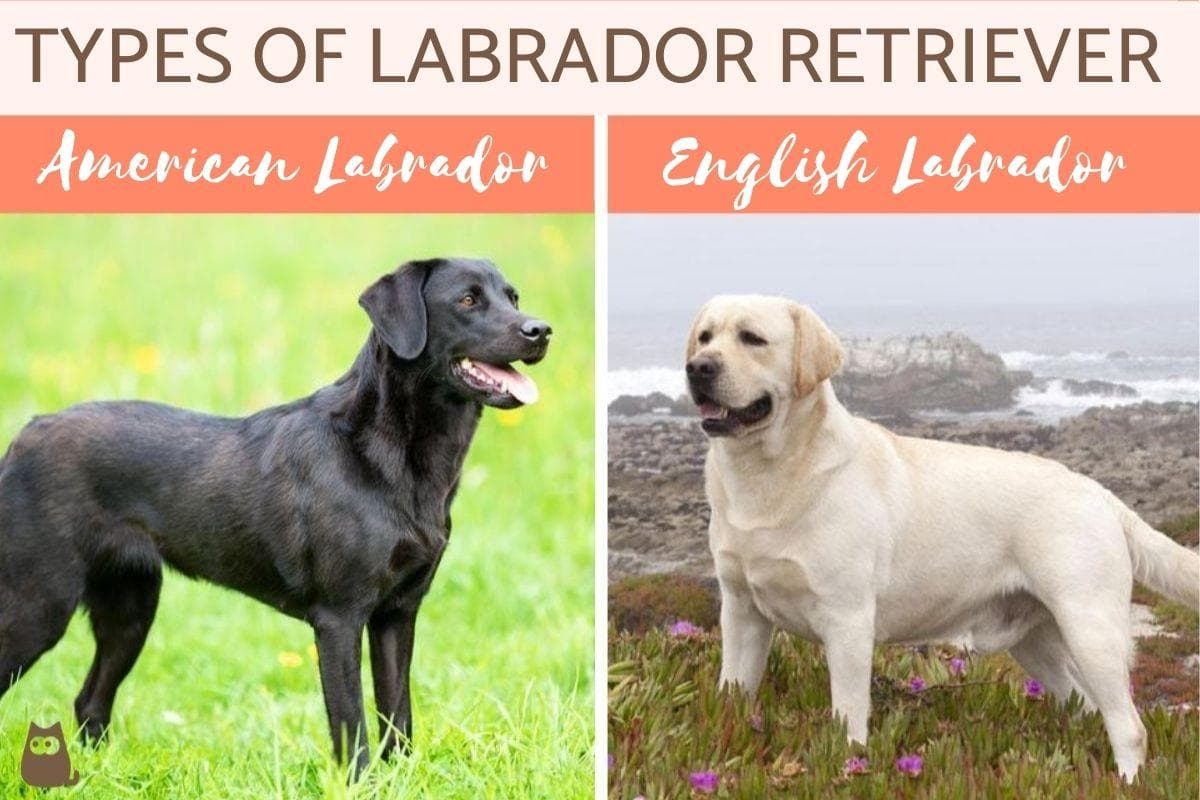 Diferentes Tipos De Perros Perdigueros De Labrador