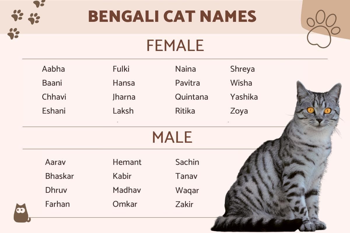 Lista De Nombres Bengalíes Para Gatos