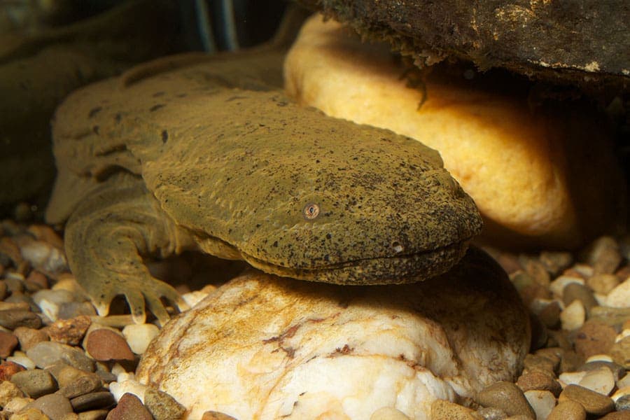 ¿los Hellbenders Tienen Branquias? Especie De…