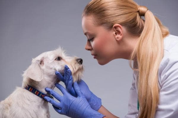 Cómo Deshacerse De Las Manchas De Lágrimas en Los Perros
