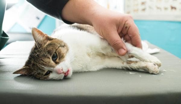 Cómo Ayudar a Un Gato Desnutrido