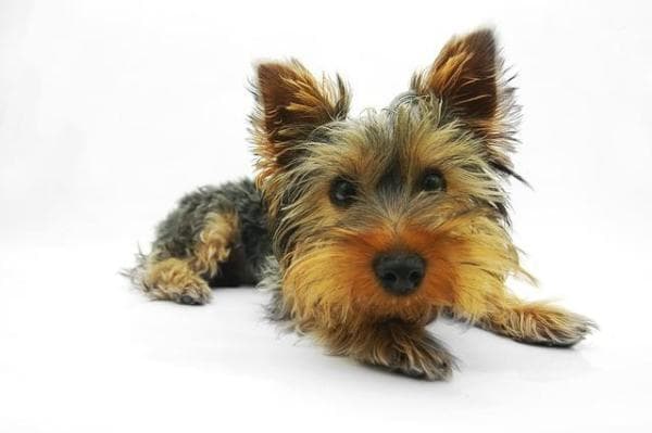 Cómo Hacer Que Las Orejas De Un Yorkshire Terrier Se